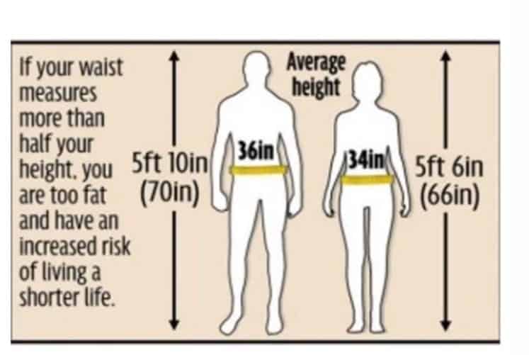 Why Waist Circumference And Waist To Height Ratio Is So Important 