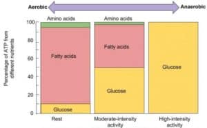 Fuel sources during exercise