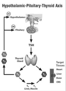 Hypothalmus-Pituitary-Thyroid Axis